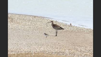 Eurasian Curlew