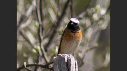 Common Redstart