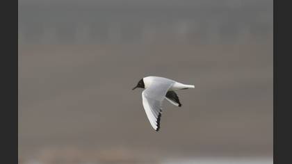 Black-headed Gull