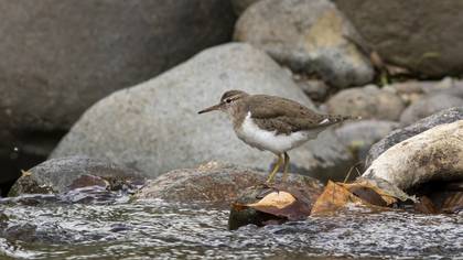 Spotted Sandpiper
