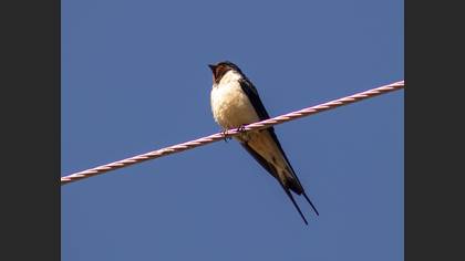 Barn Swallow