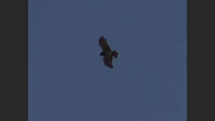 Short-toed Snake Eagle