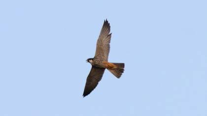 Eurasian Hobby