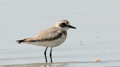 Greater Sand Plover