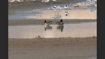 Eurasian Teal