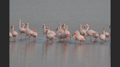 Greater Flamingo