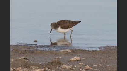 Green Sandpiper