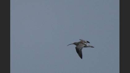 Eurasian Curlew