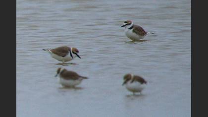 Kentish Plover