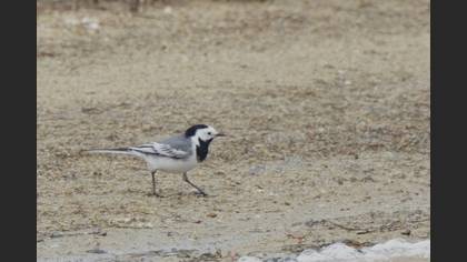 White Wagtail