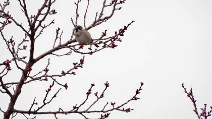 Eurasian Tree Sparrow