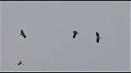 White Stork