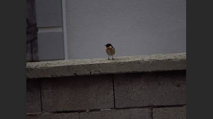 European Stonechat