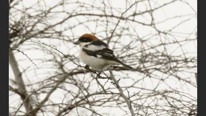 Woodchat Shrike