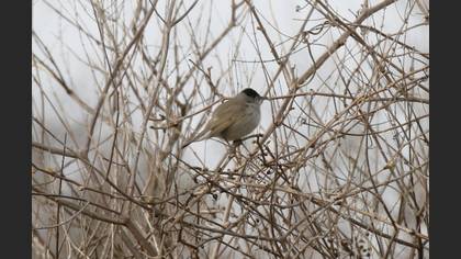 Eurasian Blackcap