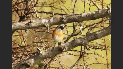 Common Redstart