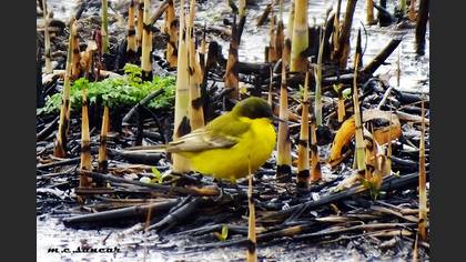 Western Yellow Wagtail