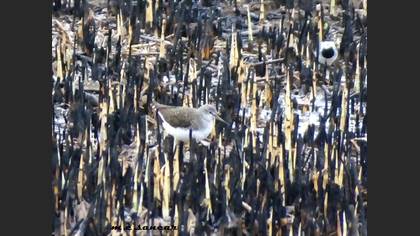 Green Sandpiper