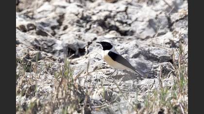 Black-eared Wheatear