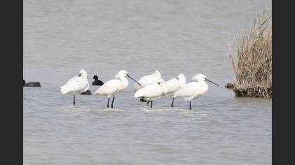 Eurasian Spoonbill