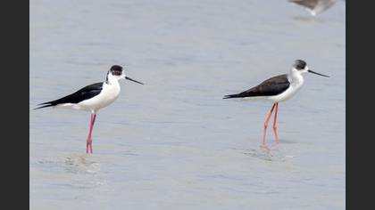 Black-winged Stilt
