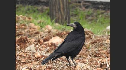 Rook