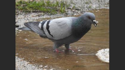 Rock Dove