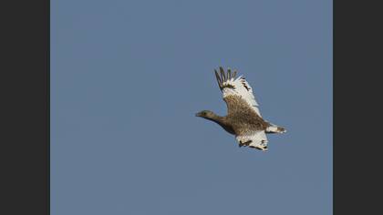 Little Bustard