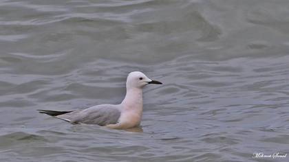 Slender-billed Gull