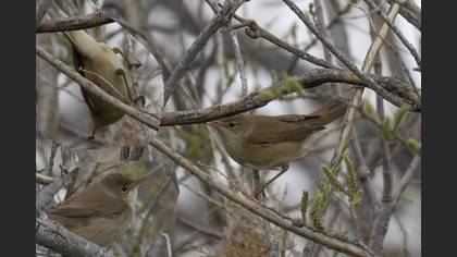 Common Reed Warbler