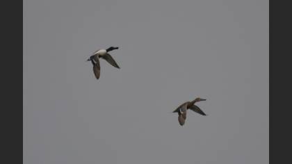 Northern Shoveler