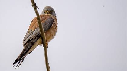 Lesser Kestrel