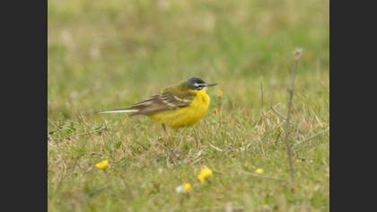 Western Yellow Wagtail