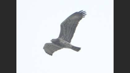 Short-toed Snake Eagle