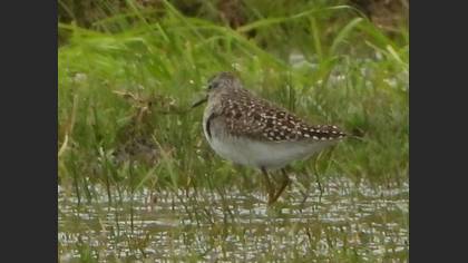 Wood Sandpiper