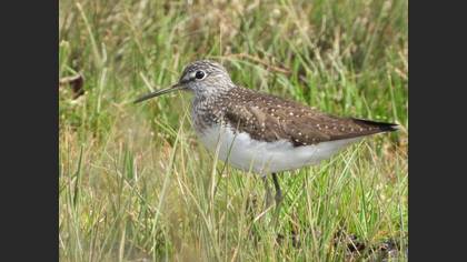 Green Sandpiper