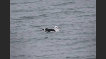 Lesser Black-backed Gull