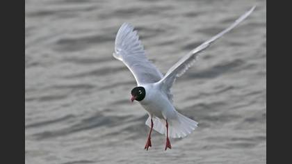 Mediterranean Gull