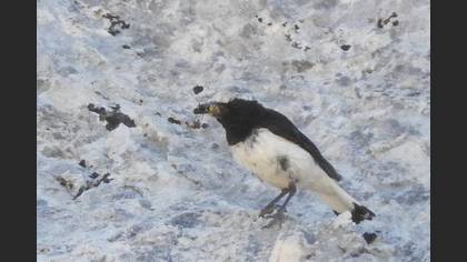 Finsch`s Wheatear