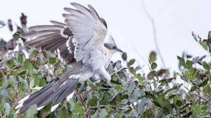 Great Spotted Cuckoo