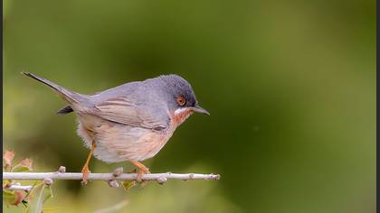 Subalpine Warbler