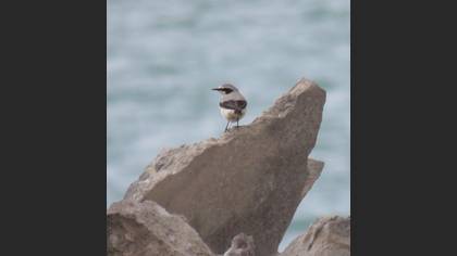 Northern Wheatear