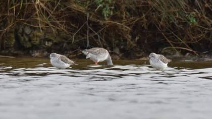 Marsh Sandpiper