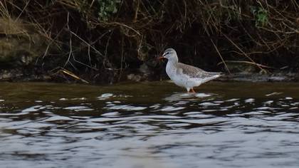 Spotted Redshank