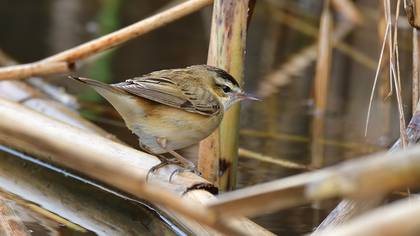 Sedge Warbler
