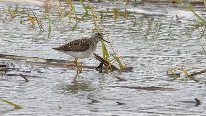 Wood Sandpiper