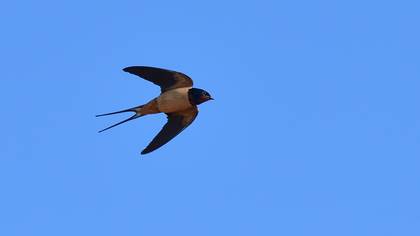 Barn Swallow