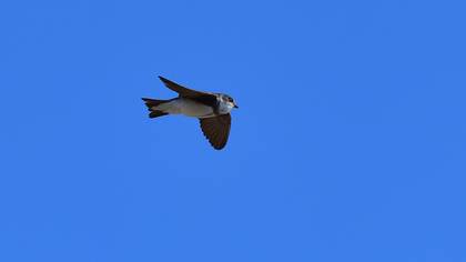 Sand Martin