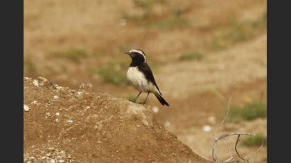 Cyprus Wheatear