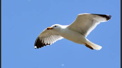 Armenian Gull